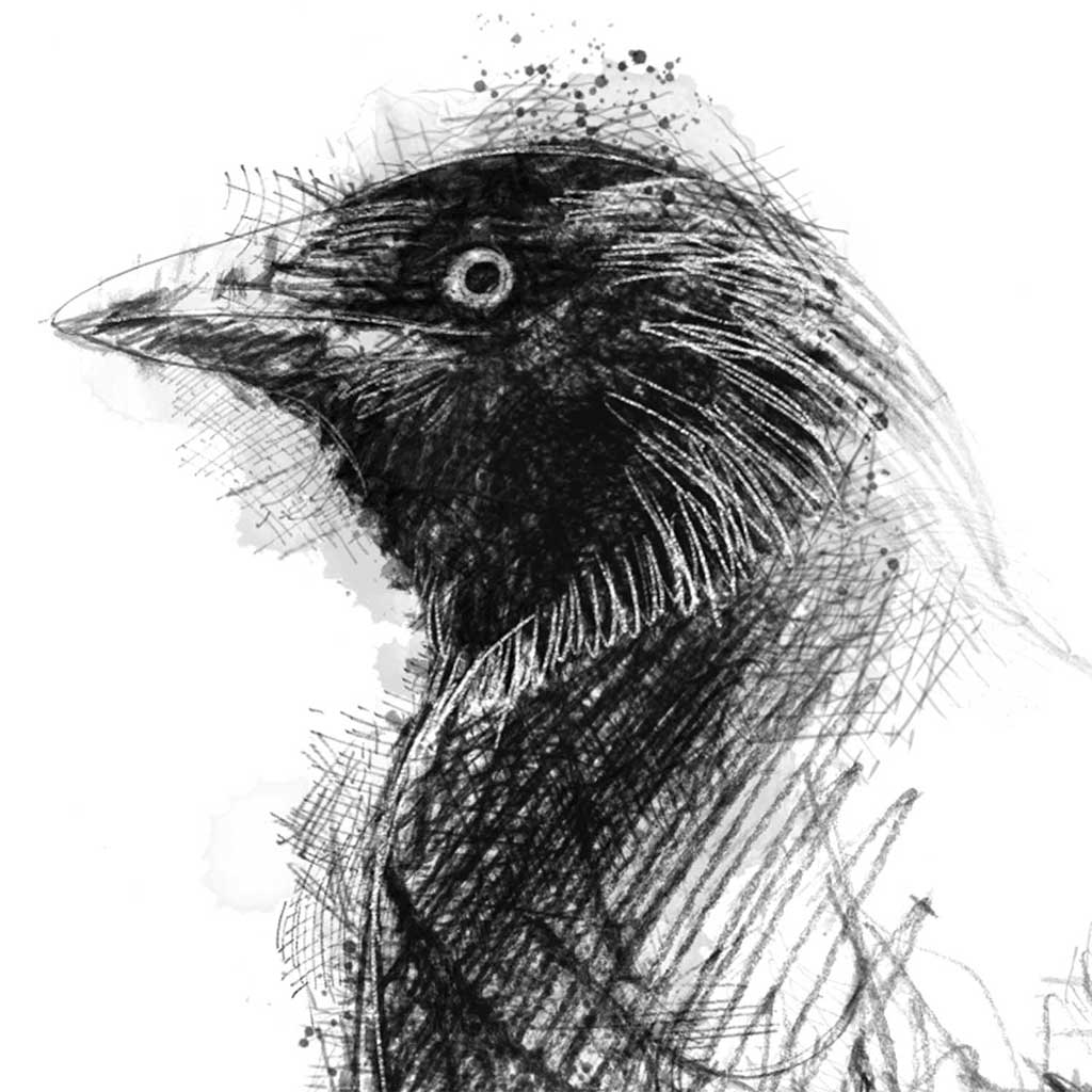 Jackdaw