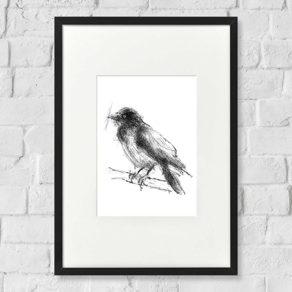 Jackdaw