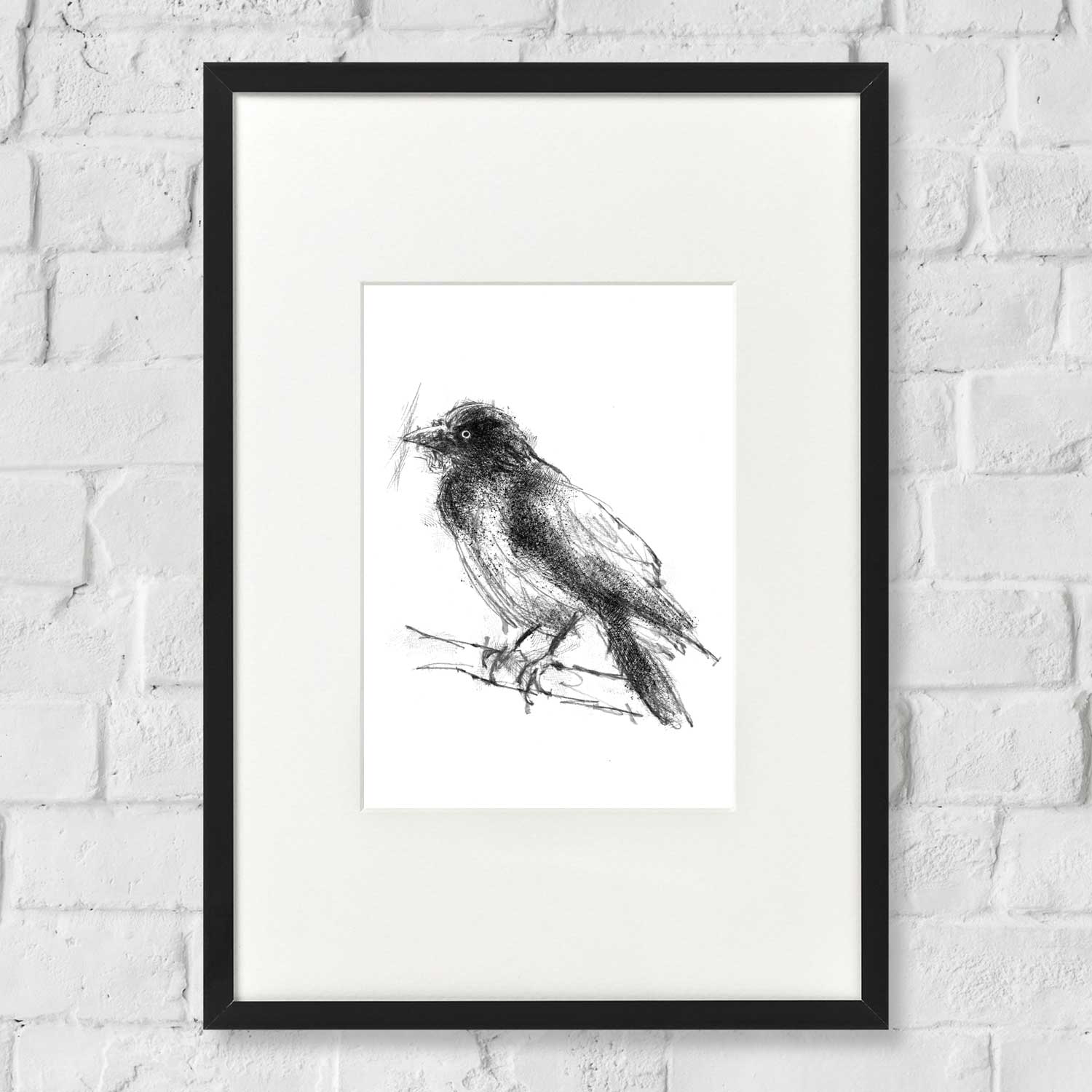 Jackdaw