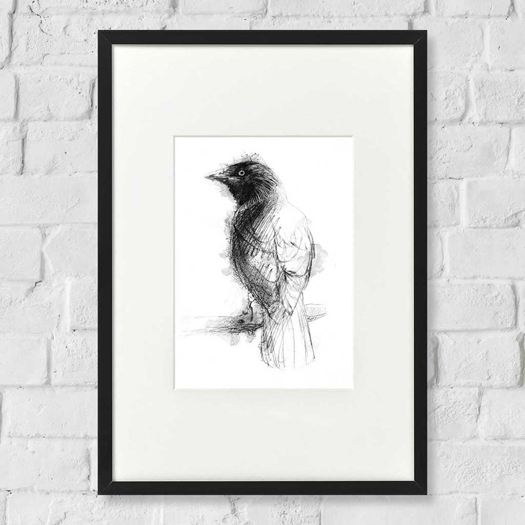 Jackdaw