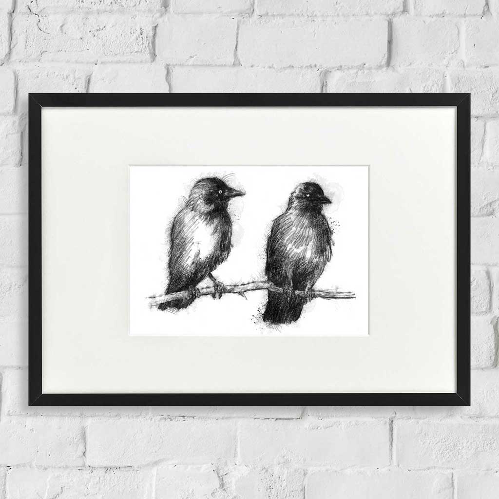 Jackdaws