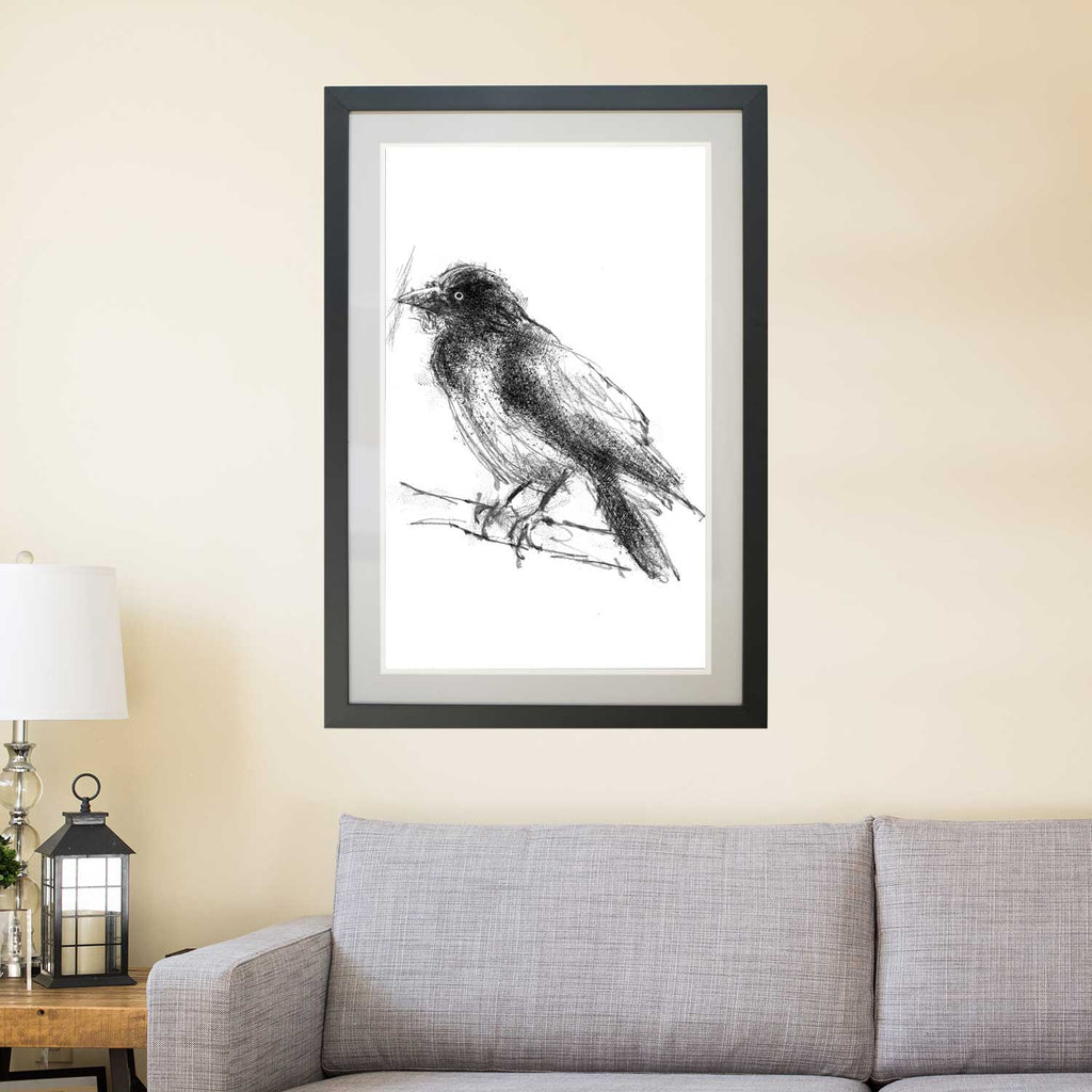 Jackdaw