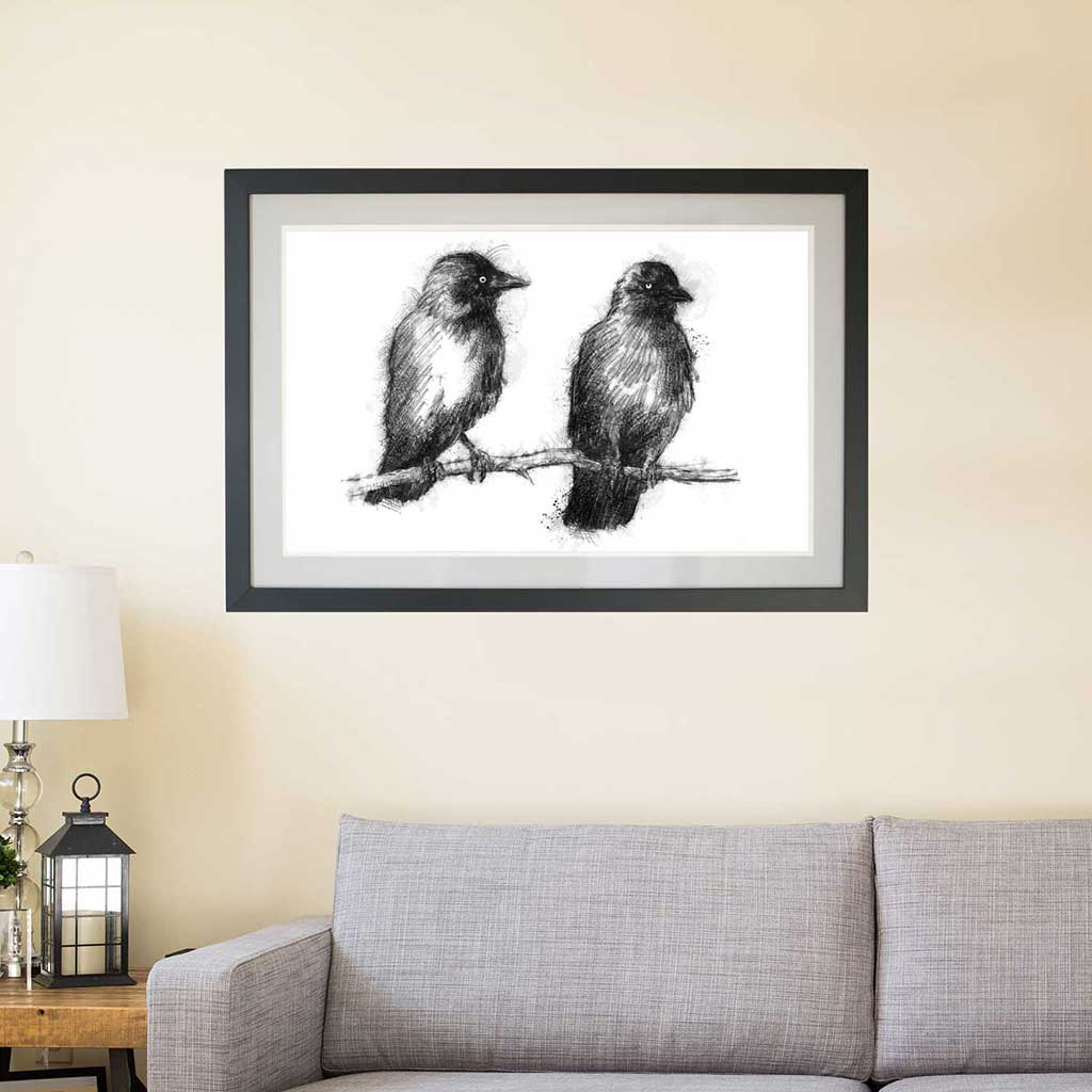 Jackdaws