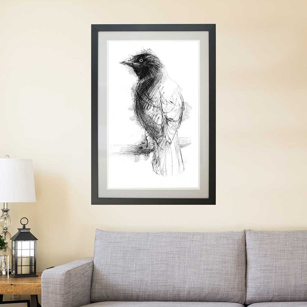 Jackdaw