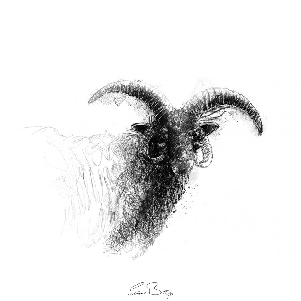 Manx sheep