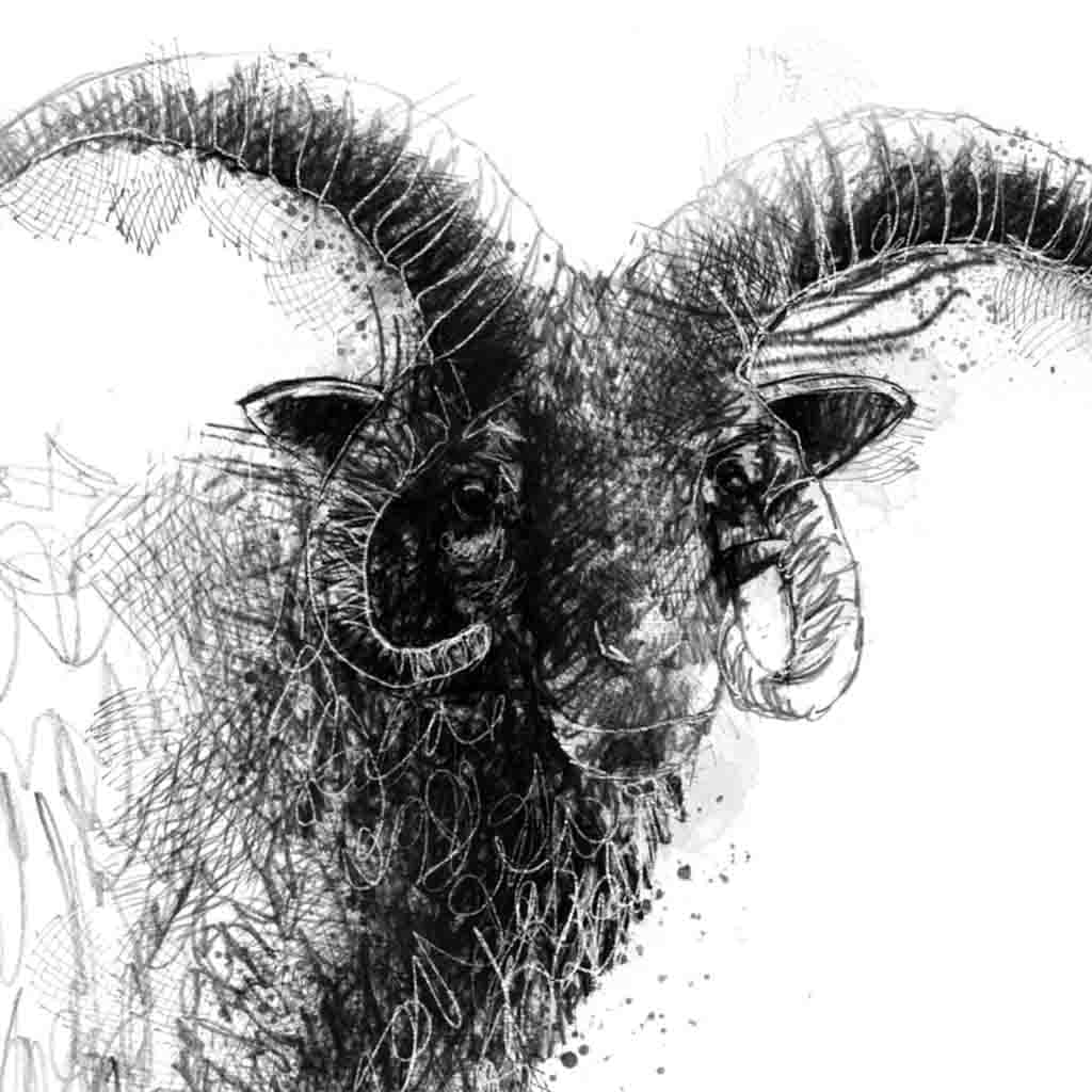 Manx sheep