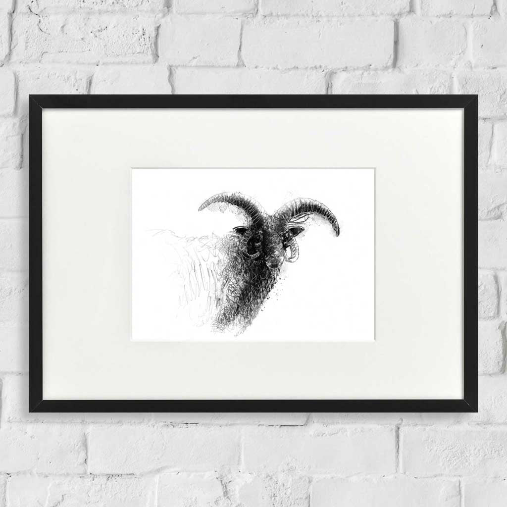 Manx sheep