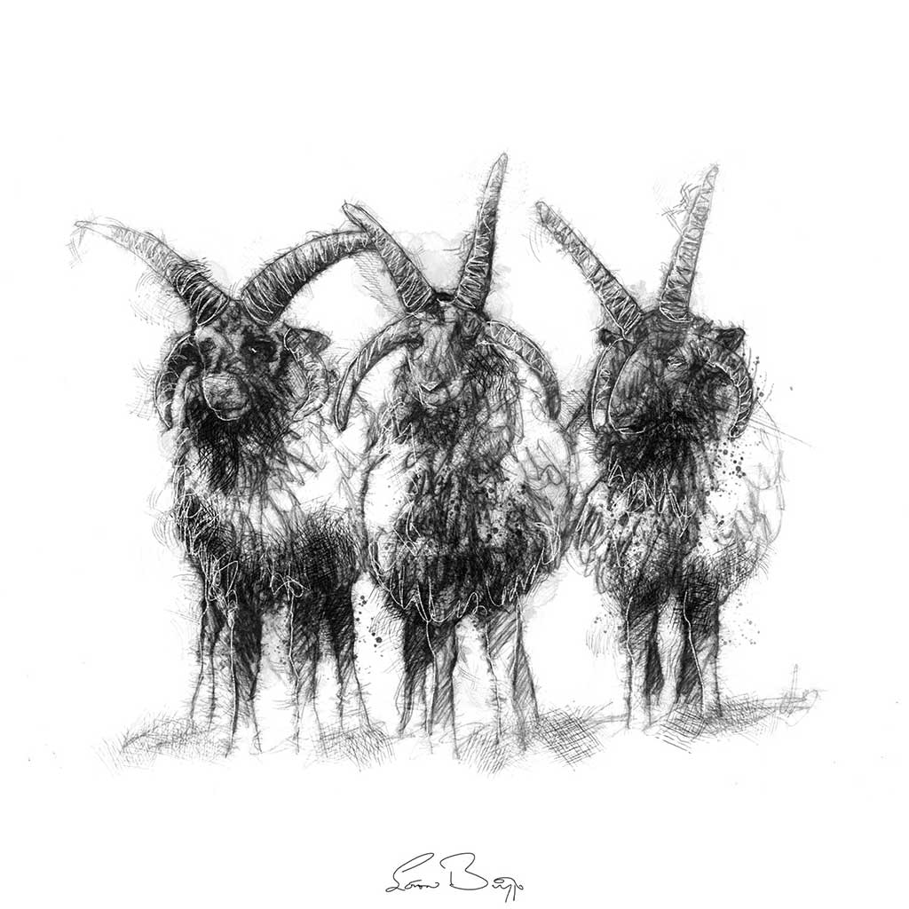Manx Loaghtan