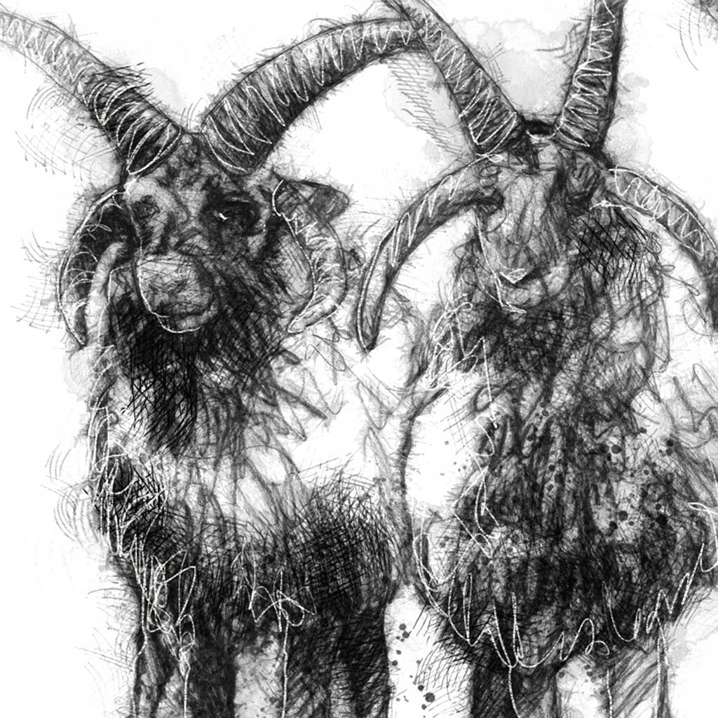 Manx Loaghtan