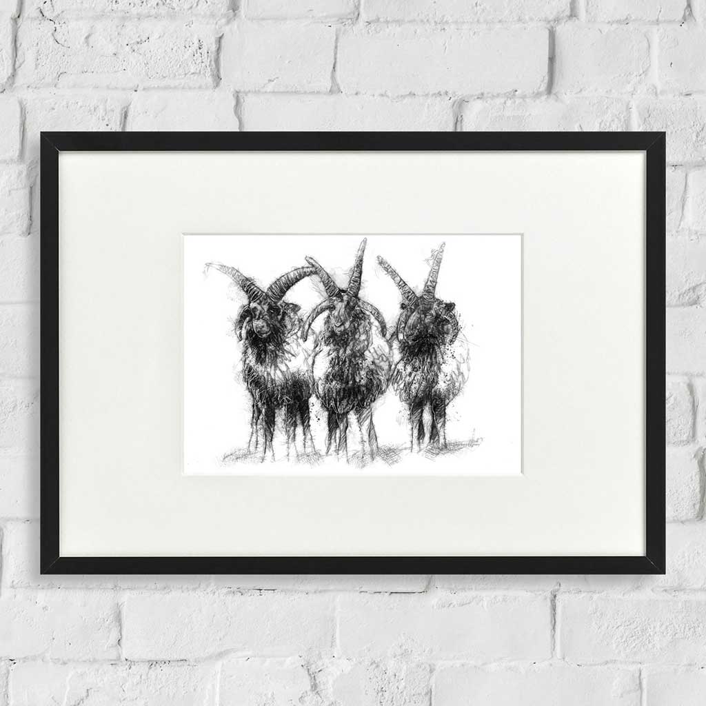 Manx Loaghtan