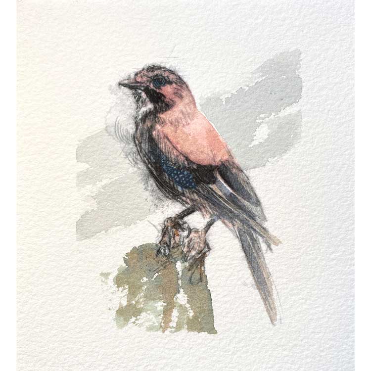 Jay mini sketch