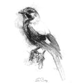 Jay crow