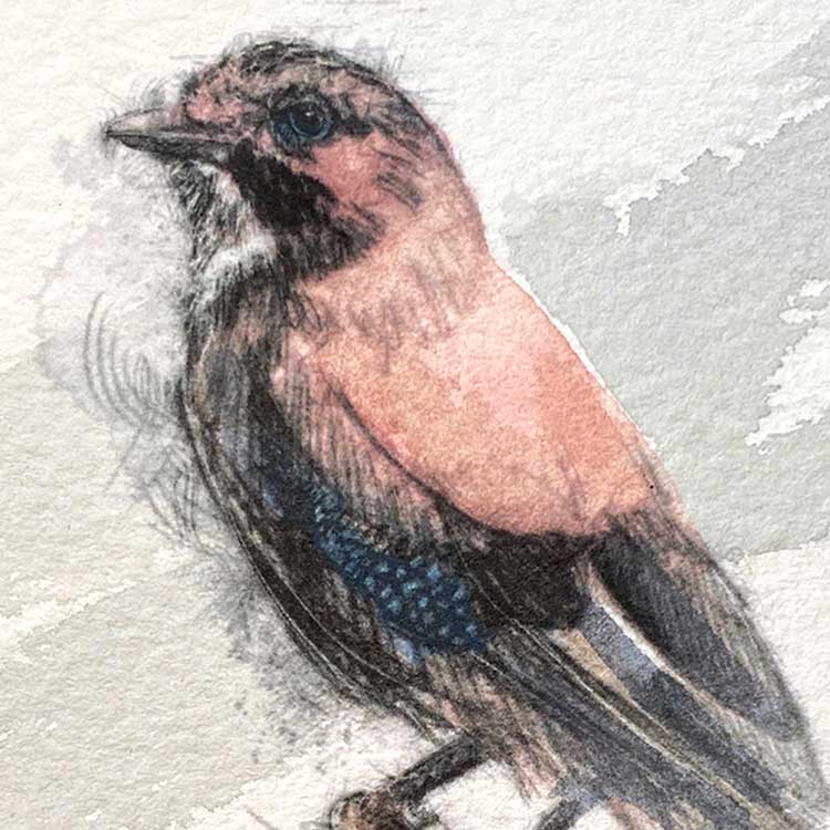 Jay mini sketch