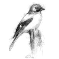 Jay bird