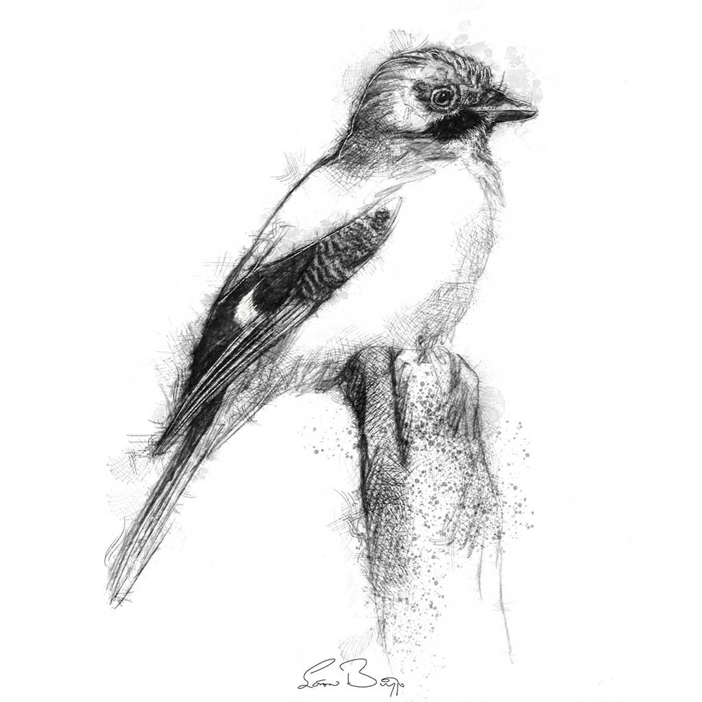 Jay bird