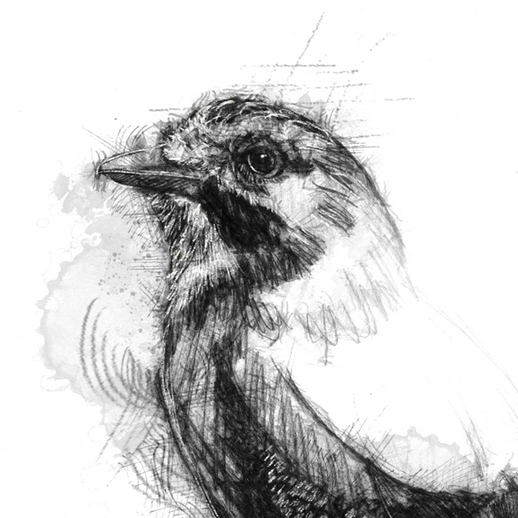 Jay crow