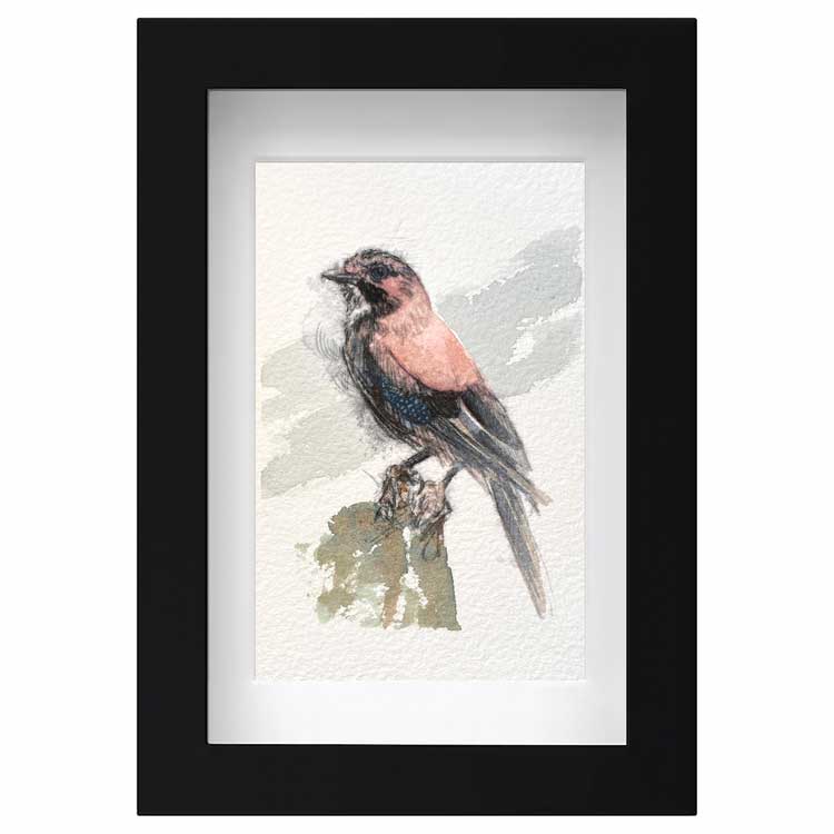 Jay mini sketch