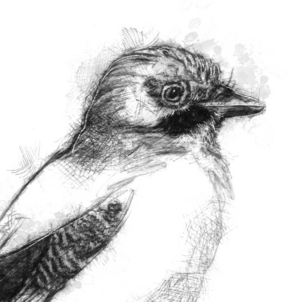 Jay bird