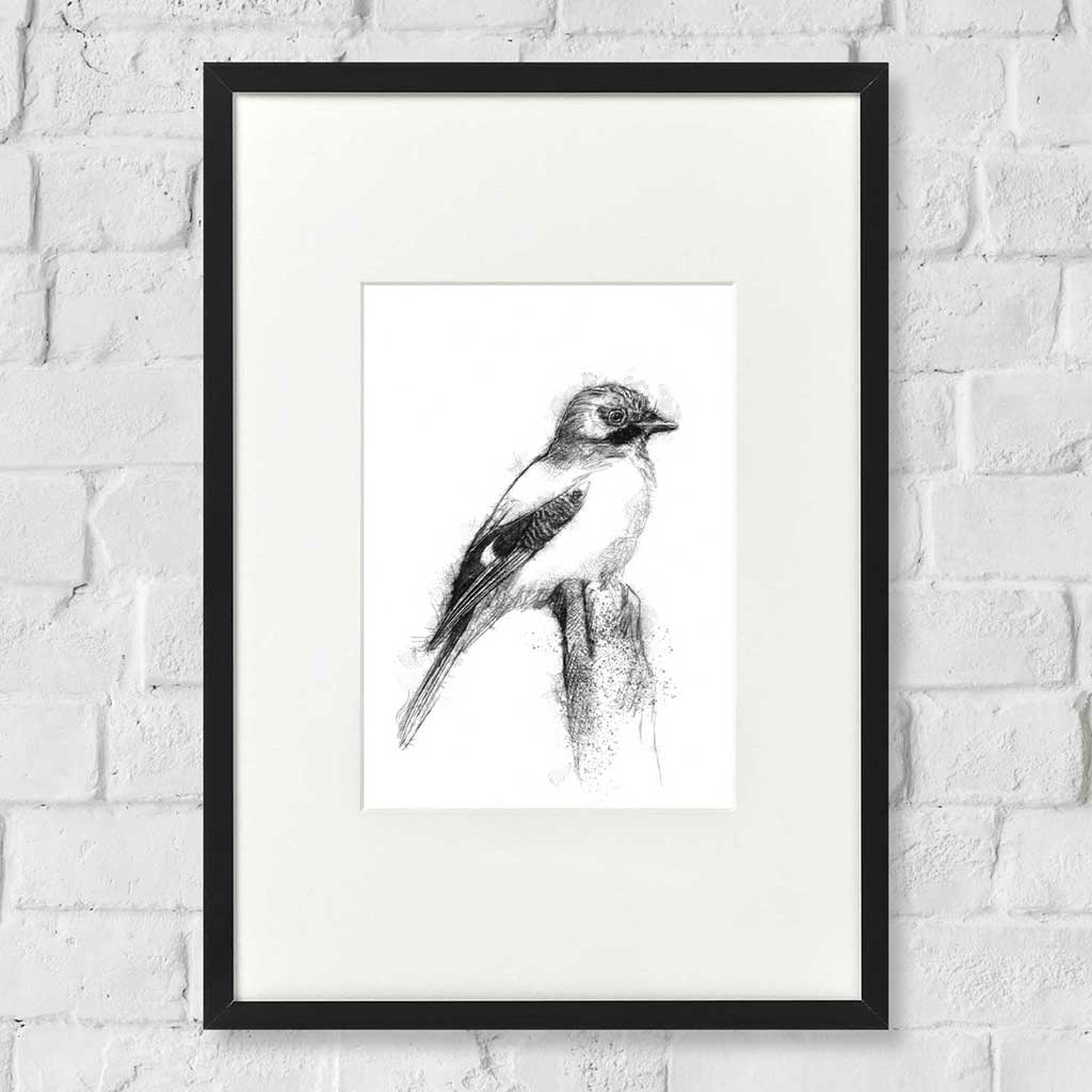 Jay bird