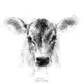 Jersey calf