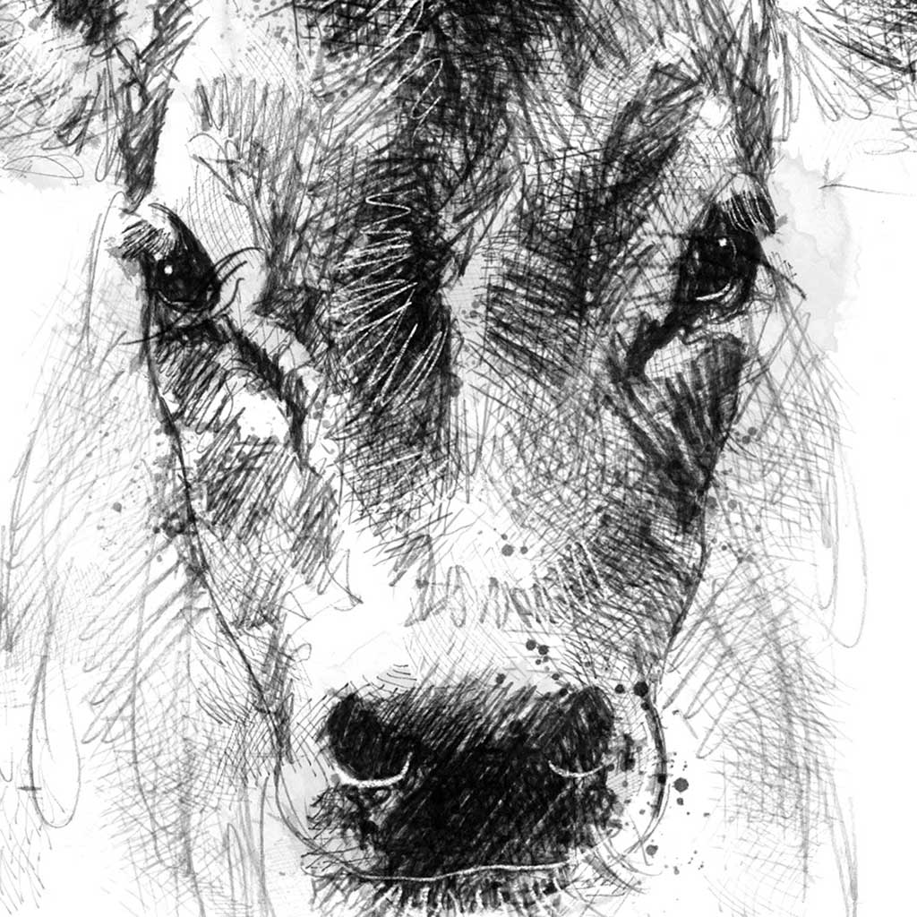 Jersey calf