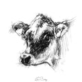 Jersey cow