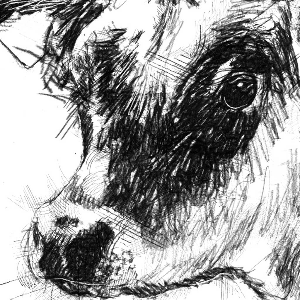Jersey cow