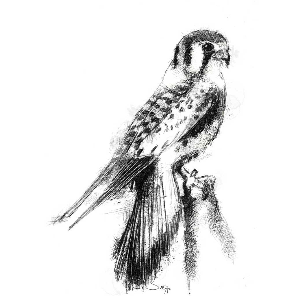 Kestrel