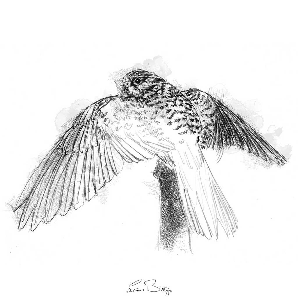 Kestrel