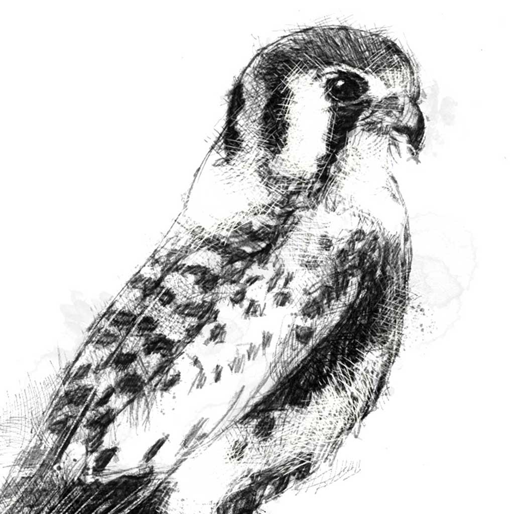 Kestrel