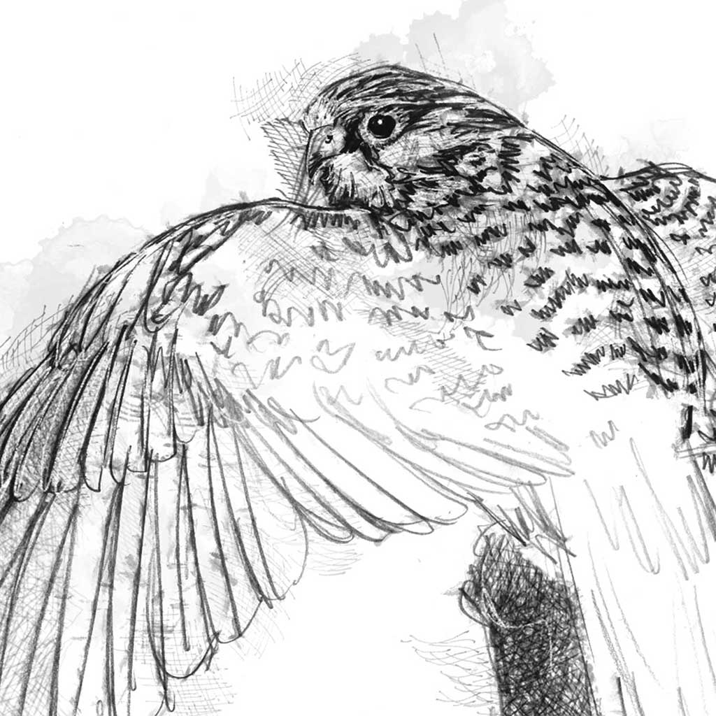 Kestrel
