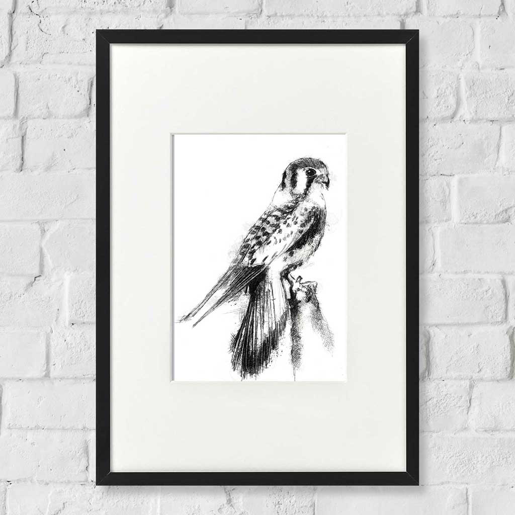 Kestrel