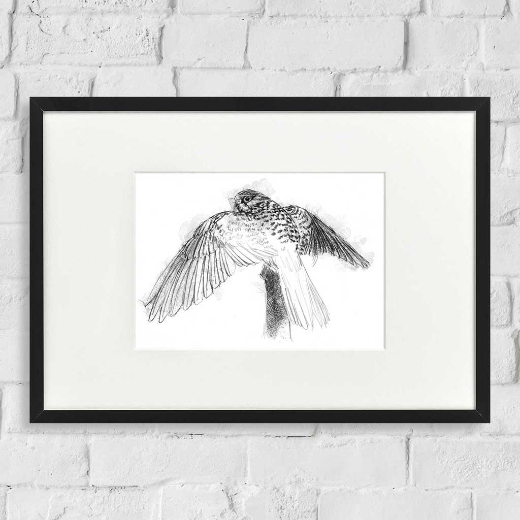 Kestrel