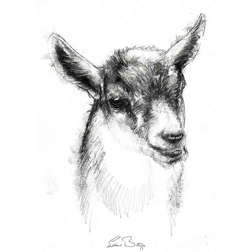 Goat kid