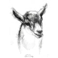 Goat kid