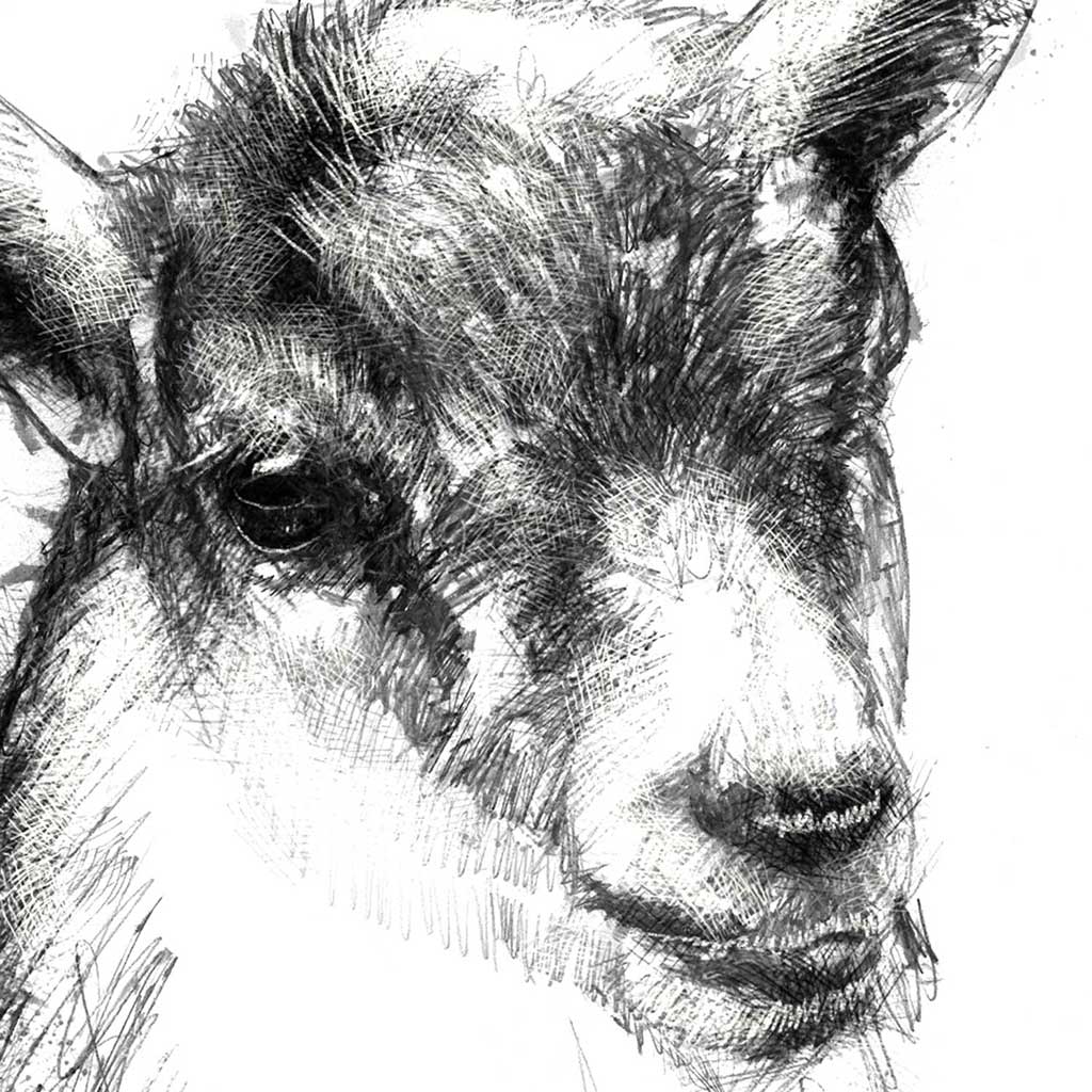 Goat kid