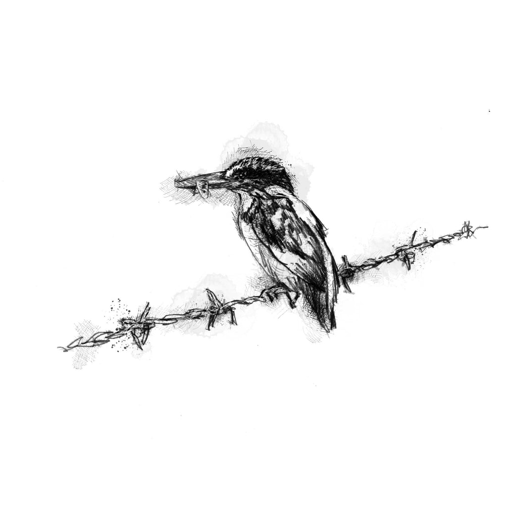 Kingfisher perched - BW Sketch
