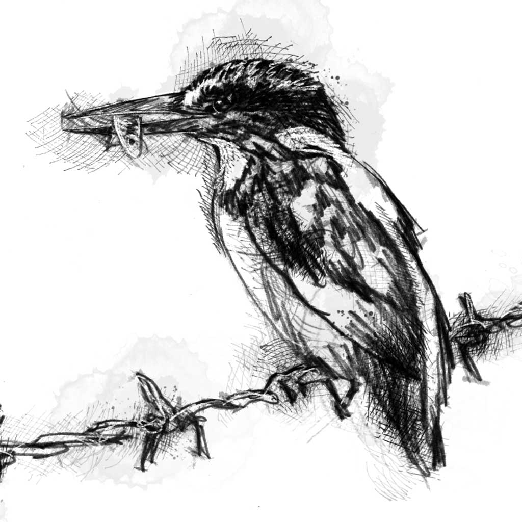 Kingfisher perched - BW Sketch