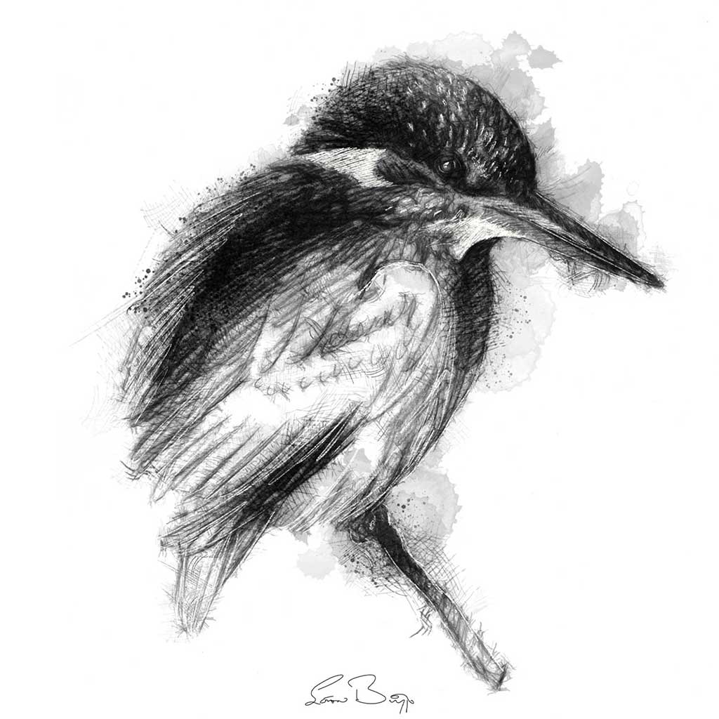 King fisher