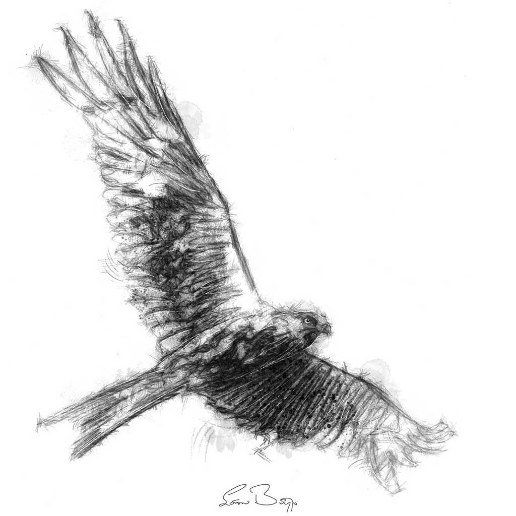 Red kite