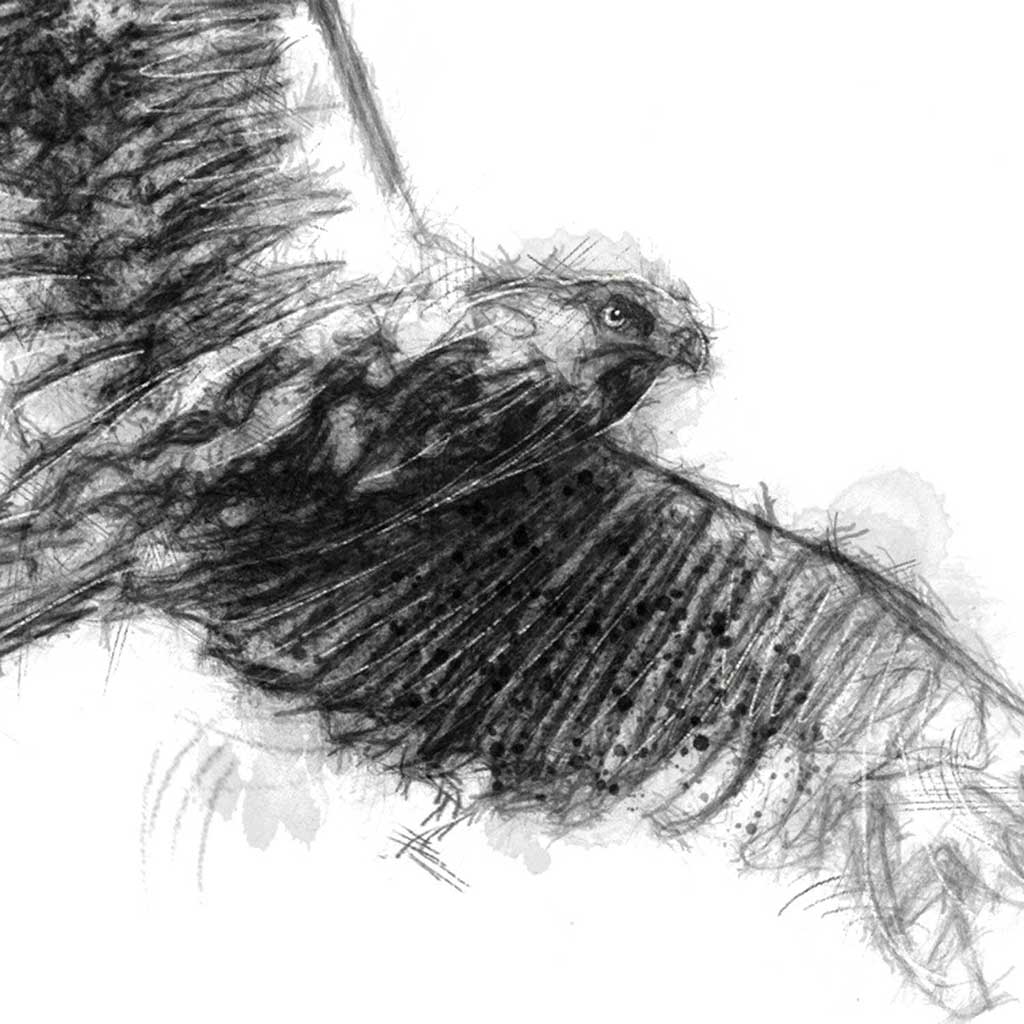 Red kite