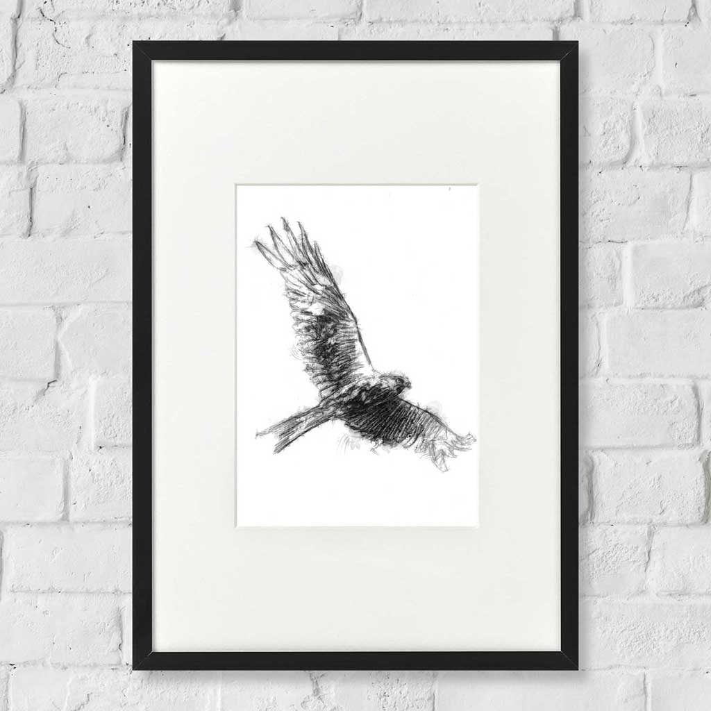 Red kite