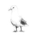 Black-legged Kittiwake - BW Sketch