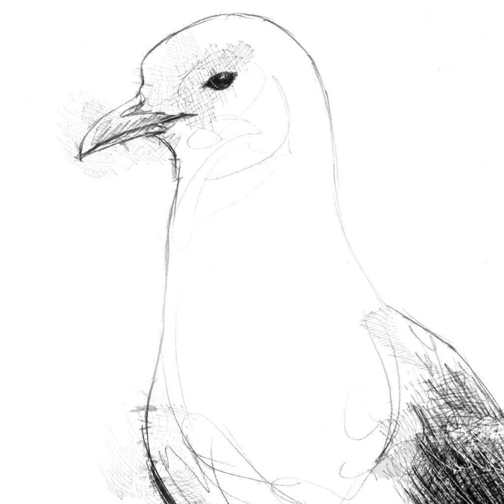 Black-legged Kittiwake - BW Sketch