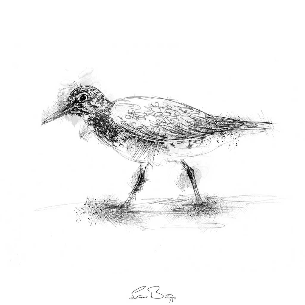 Knot bird