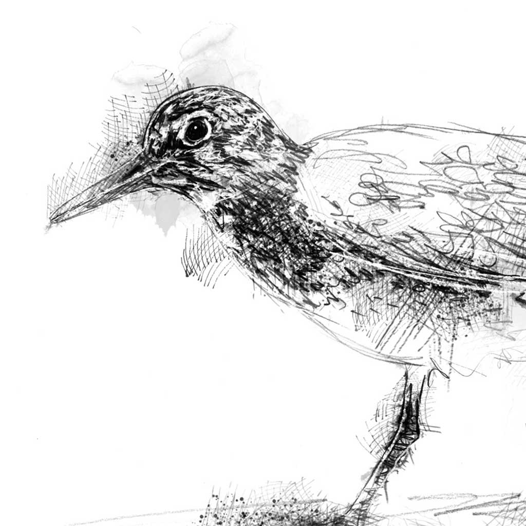 Knot bird