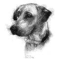 Labrador dog