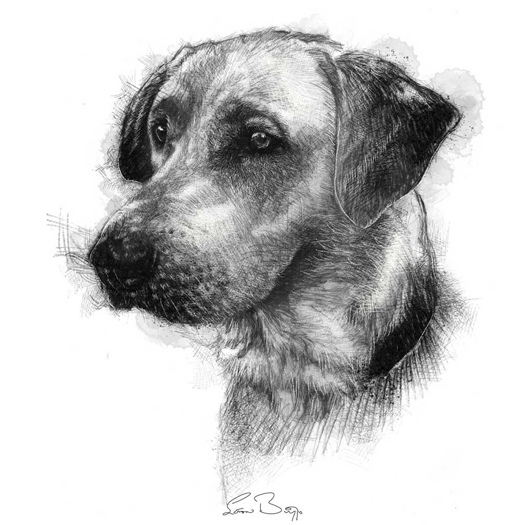 Labrador dog