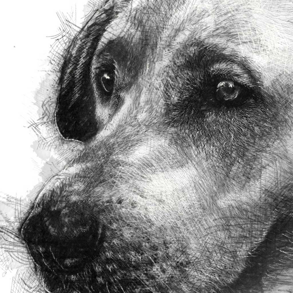 Labrador dog