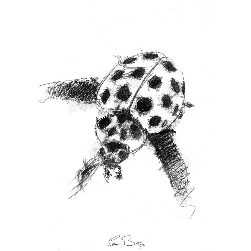 Ladybird